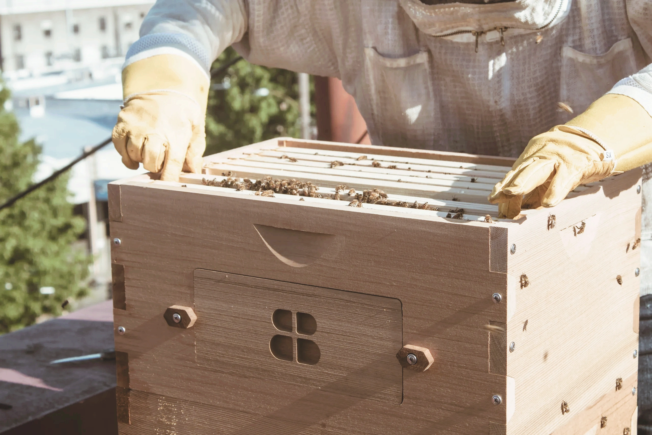 QueenB Live Bee Removal
