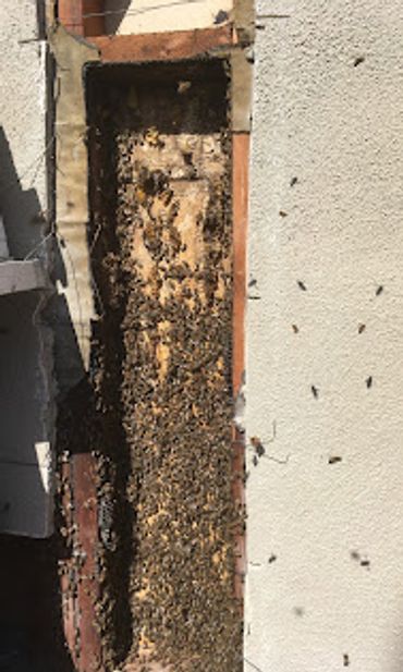 Bees In Stucco Wall. Live Bee Removal San Diego