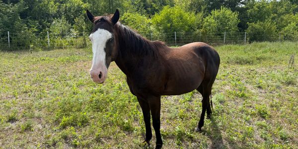 Brown horse with a white face standing in a field.