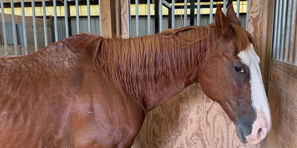A chestnut horse with a white blaze in a stable.