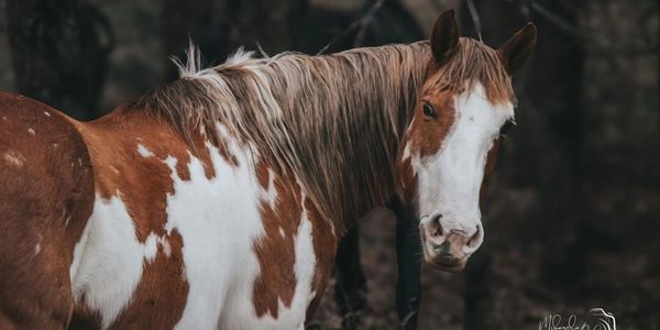 Brown and white spotted horse with long mane.