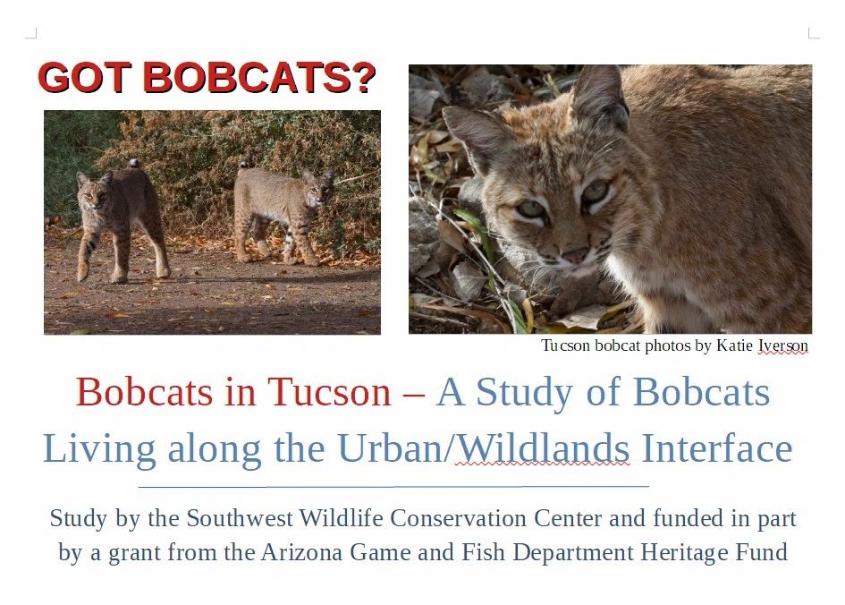 bobcats, Tucson, save, photographs, research, conservation, Arizona, wildlife, heritage fund, protec