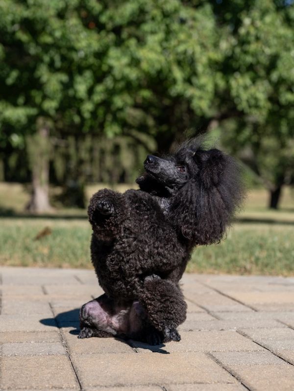 A black poodle sitting upright on a paved surface outdoors.