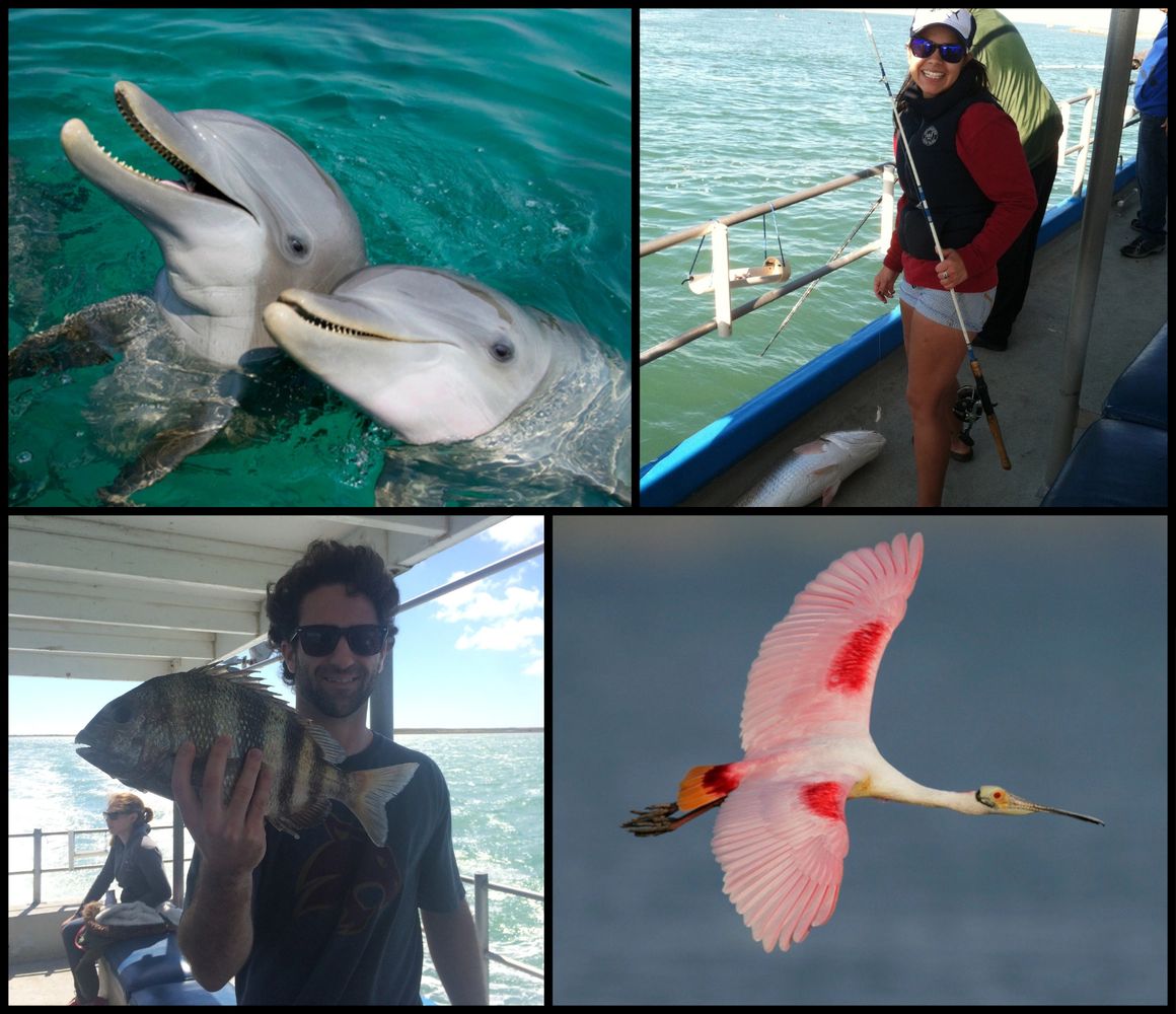 dolphin tours corpus