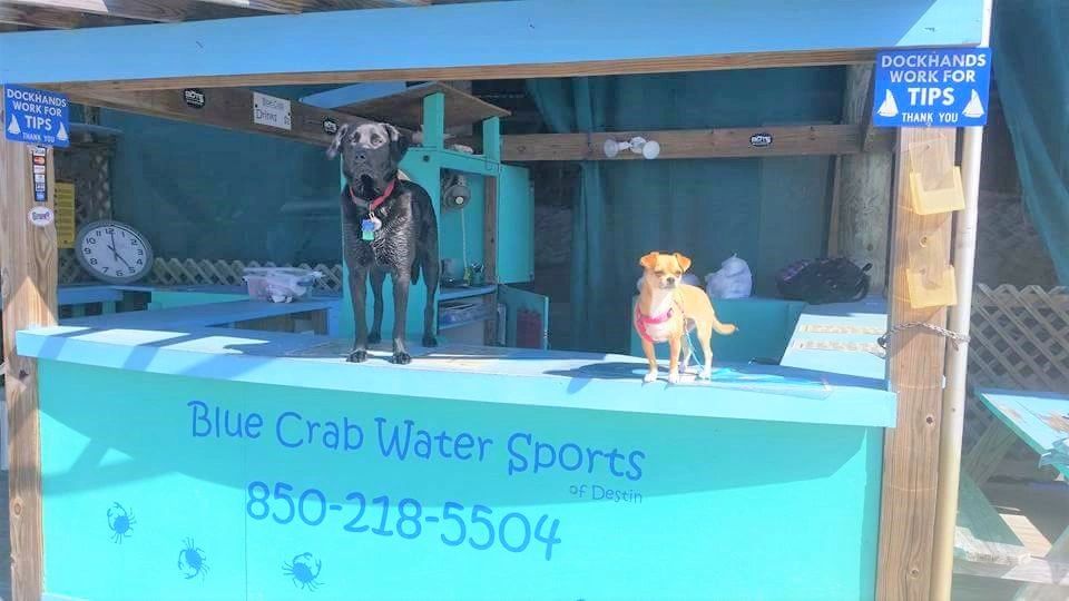 Things You Can do With Your Dog While in Destin