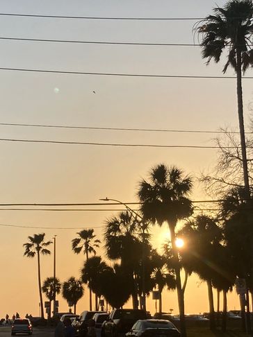 Sunset with palm trees and cars on a road under power lines.