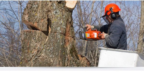 All phases of tree work including hazardous removals.