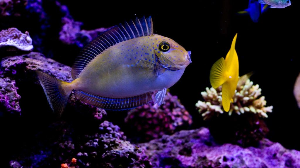 Nightcrawlers for Corals and Fish