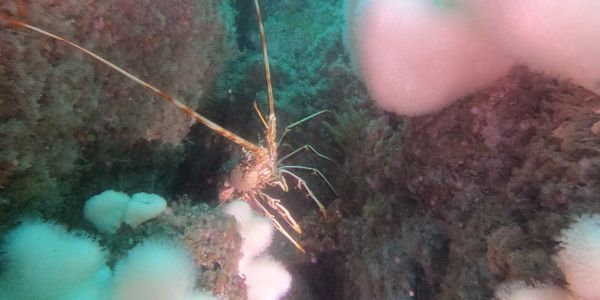 A lobster hiding among underwater rocks and white coral.