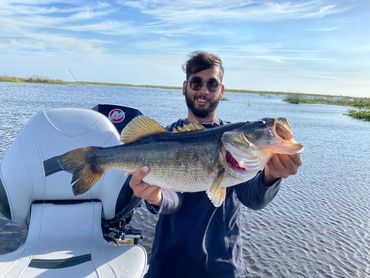 Giant bass in the Monkey Box