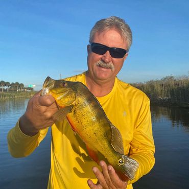 Peacock Bass