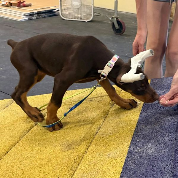 Doberman in STAR Puppy Class