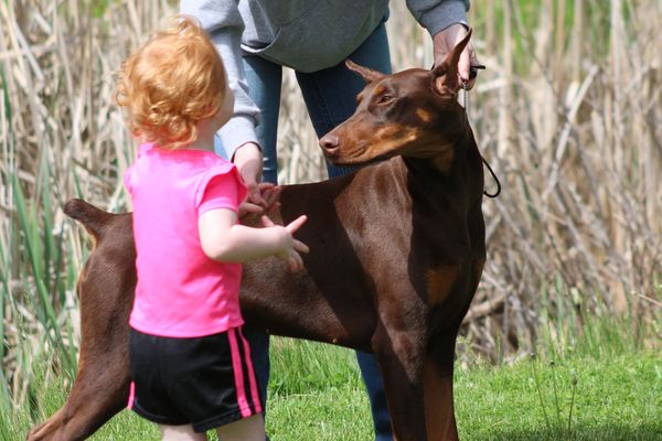 Little girl with a Doberman dog outdoors.