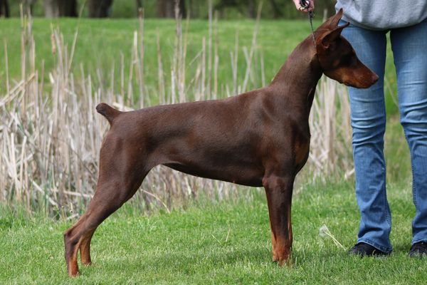 A brown Doberman dog standing on grass next to a person.