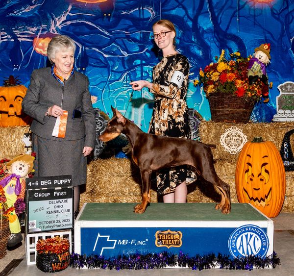 Red Doberman puppy at a show