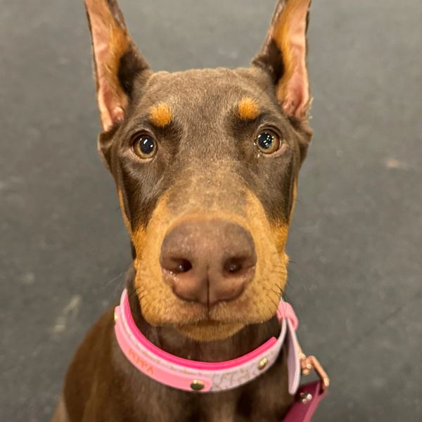 Red Rust Female Doberman Puppy