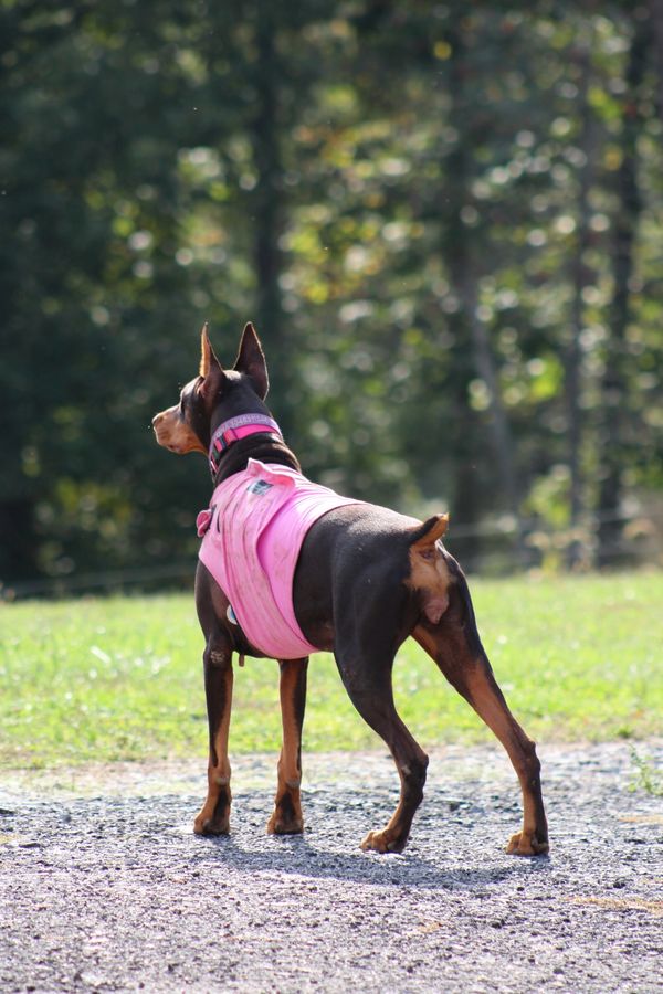 Red rust doberman female with holter monitor