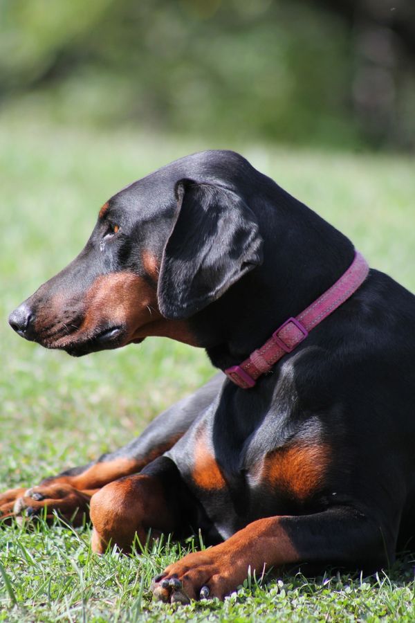 Black rust natural doberman female