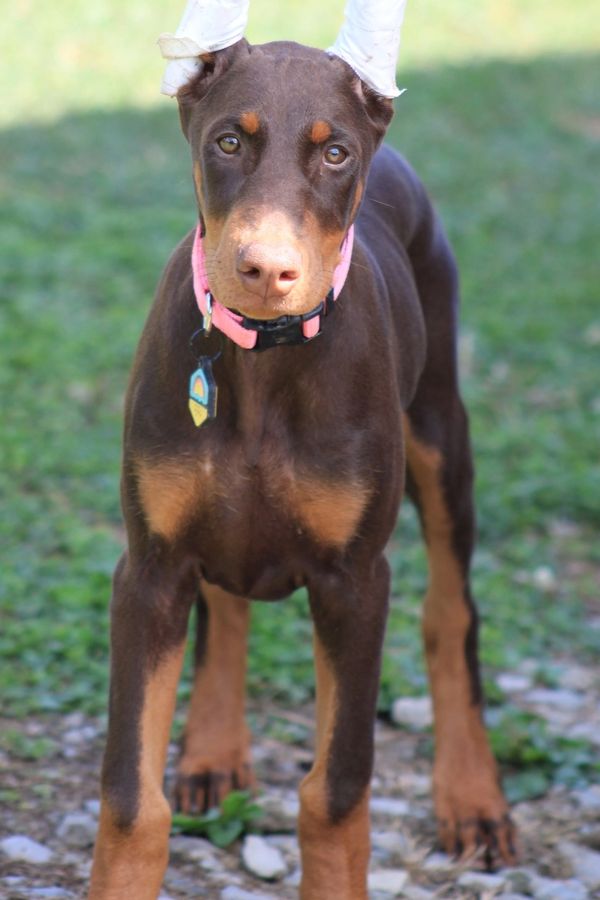 Red rust Doberman puppy