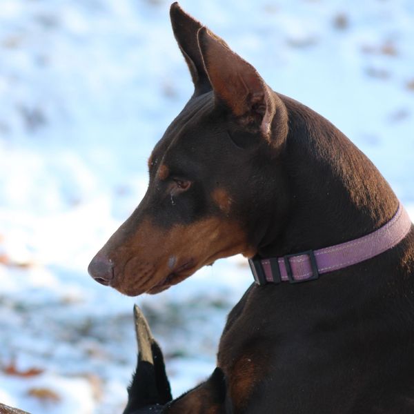 Red American Doberman