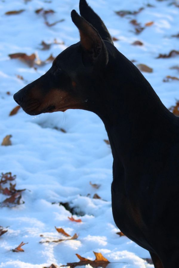 Black American Doberman