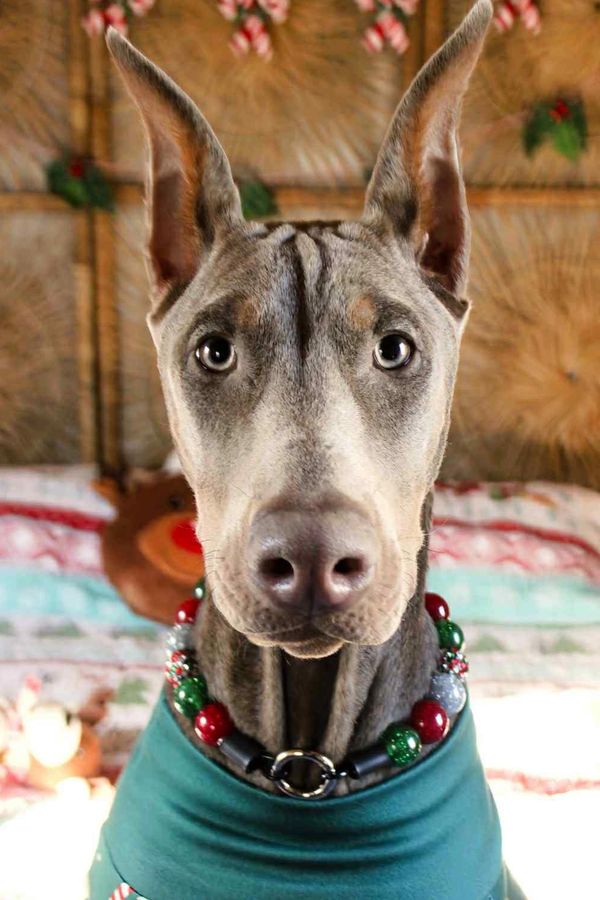 Fawn/Rust Doberman Puppy