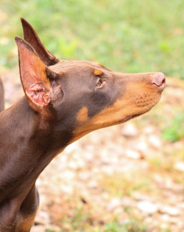 Red Rust American Doberman Puppy