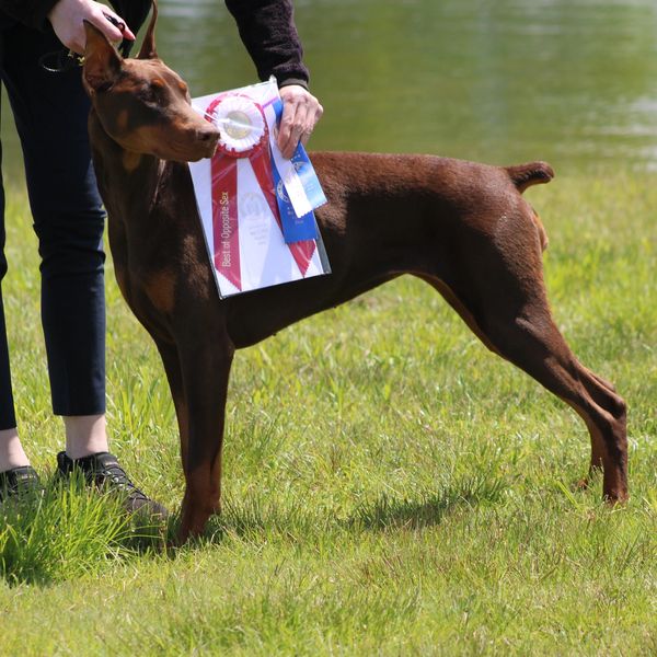 Doberman with a Best of Opposite Sex award ribbon outdoors.