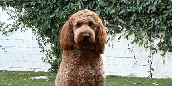 Curly-haired brown dog sitting attentively in a garden.