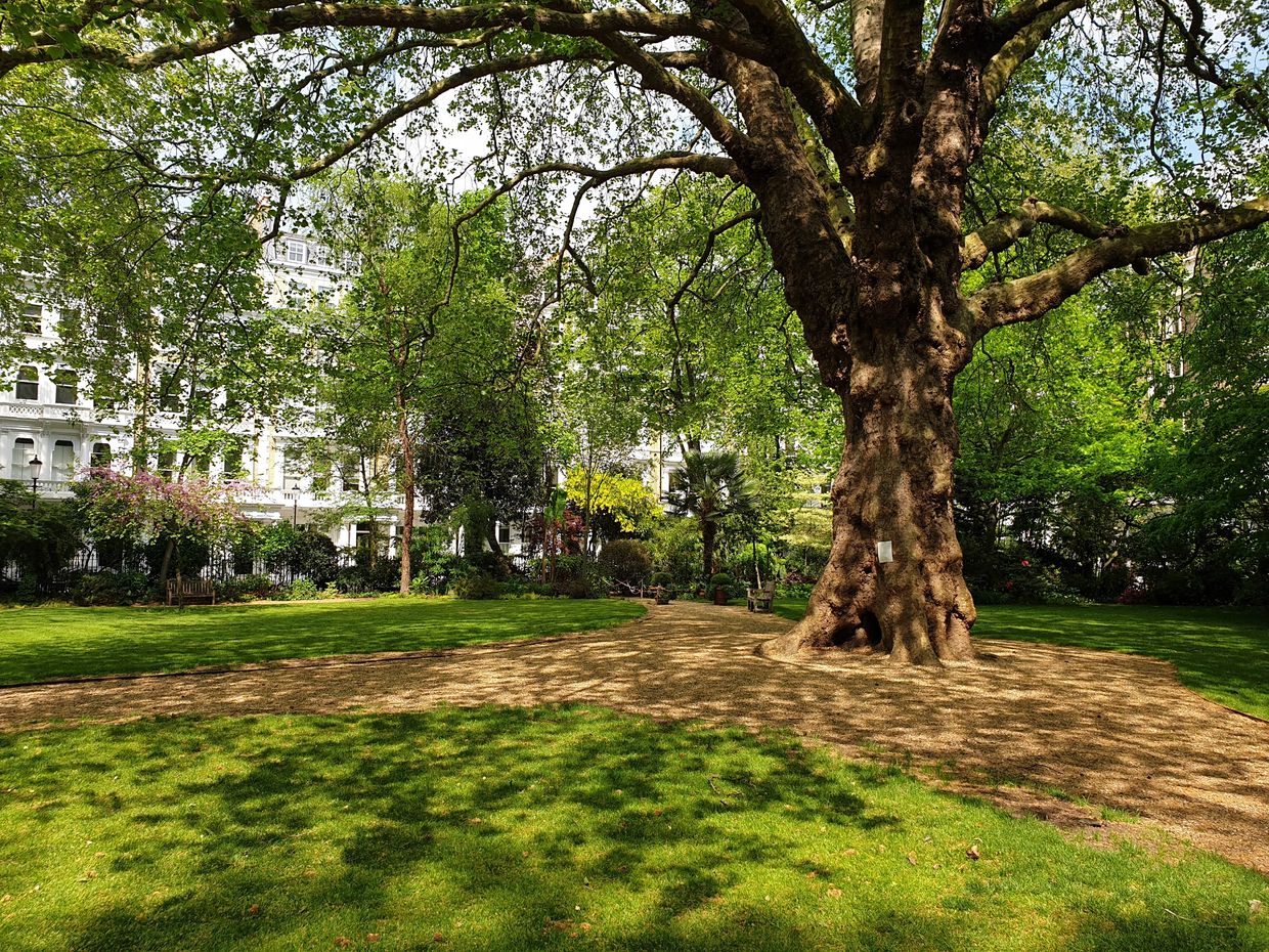 Large tree with lush green leaves in a city park on a sunny day.