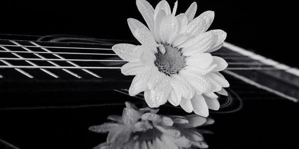 Flower reflected on acoustic guitar. Available only in black and white.