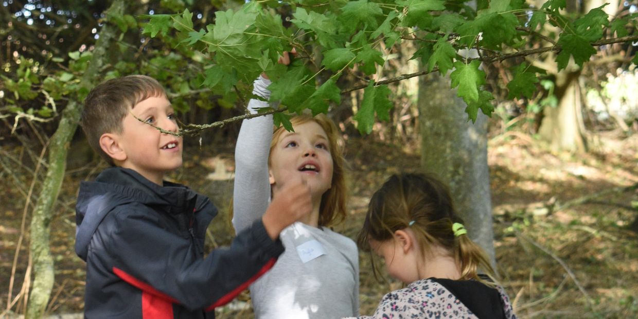 Three children exploring leaves on a tree branch outdoors.