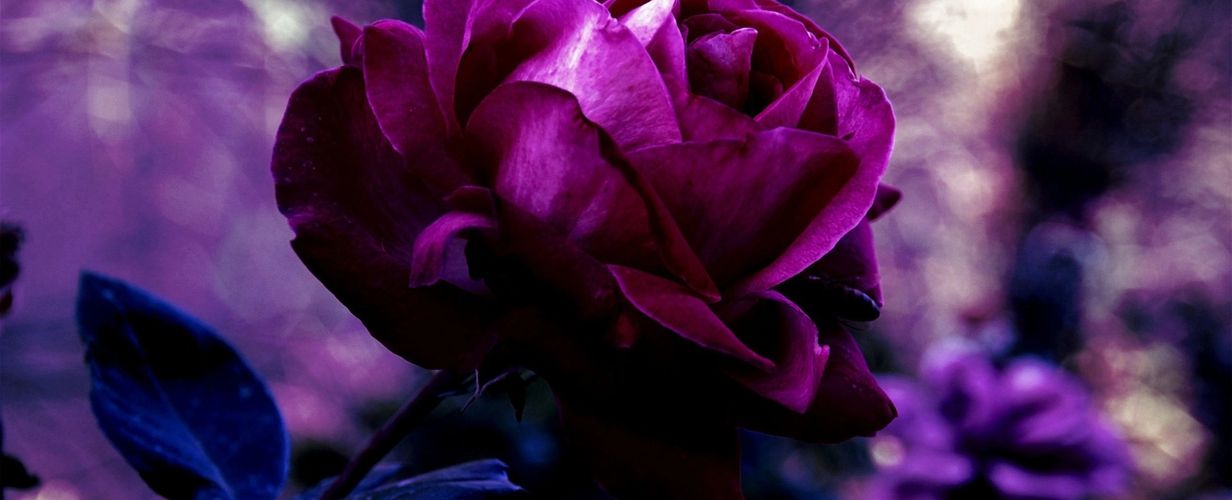 velvet, blue, magenta, rose, blue leaves, 