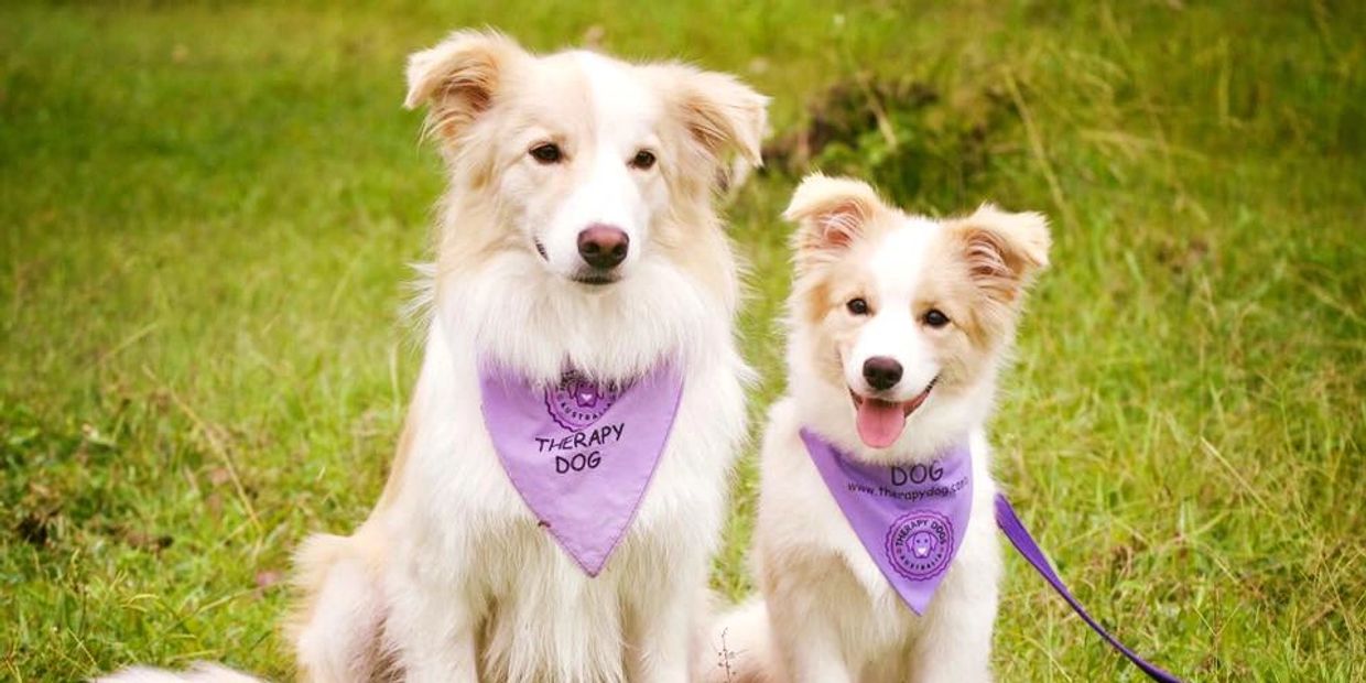 Therapy Dogs Australia Therapy Dogs Australia