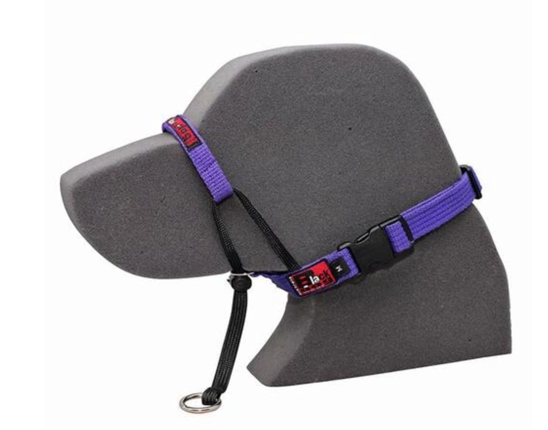 Black Dog Head Halter