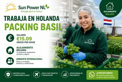 Job advertisement for basil packing in Holland with accommodation included.