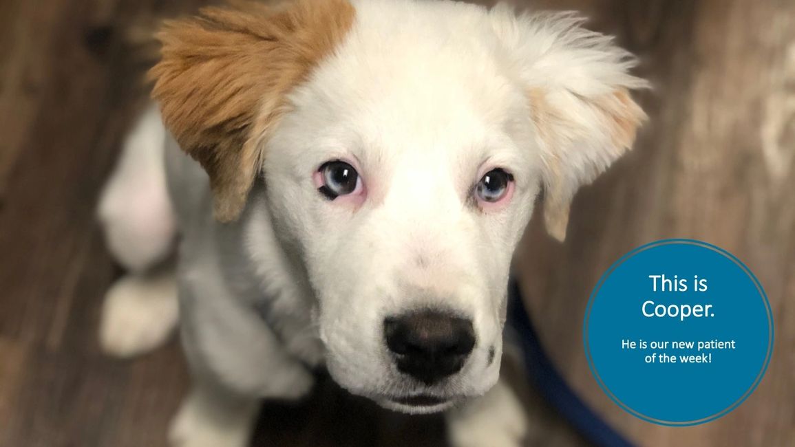 Dr. Robb The Colorado Vet