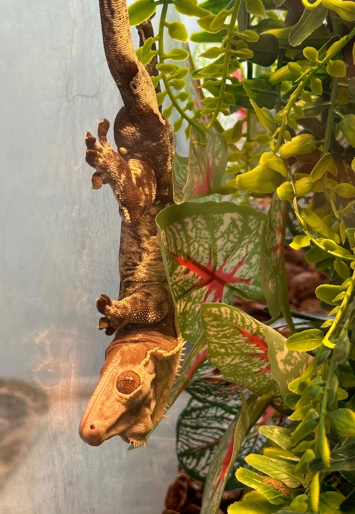 *ADOPTED* Shadow the Crested Gecko