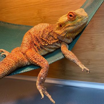 Meet the bearded dragons of a Pine Island rescue