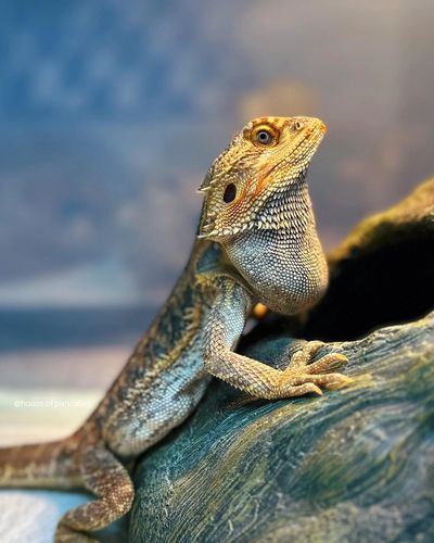 Reptile Rescue Directory