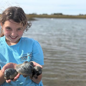 A young girl standing in shallow water behind Masonboro island preserve proudly holds fresh clams. 