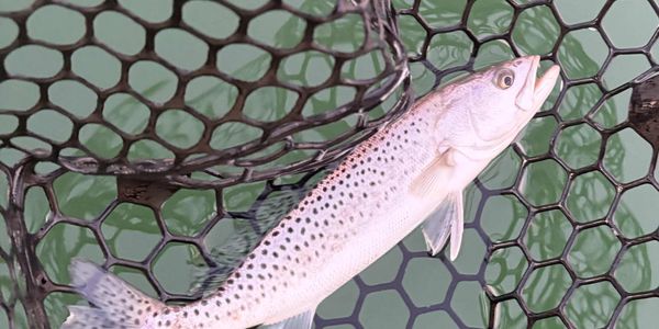 Colorful speckled trout in a net.