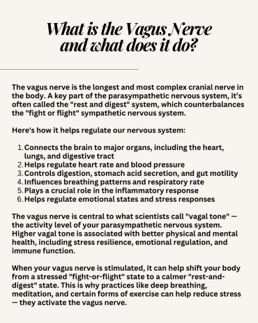 Explanation of the vagus nerve and its functions in the nervous system.