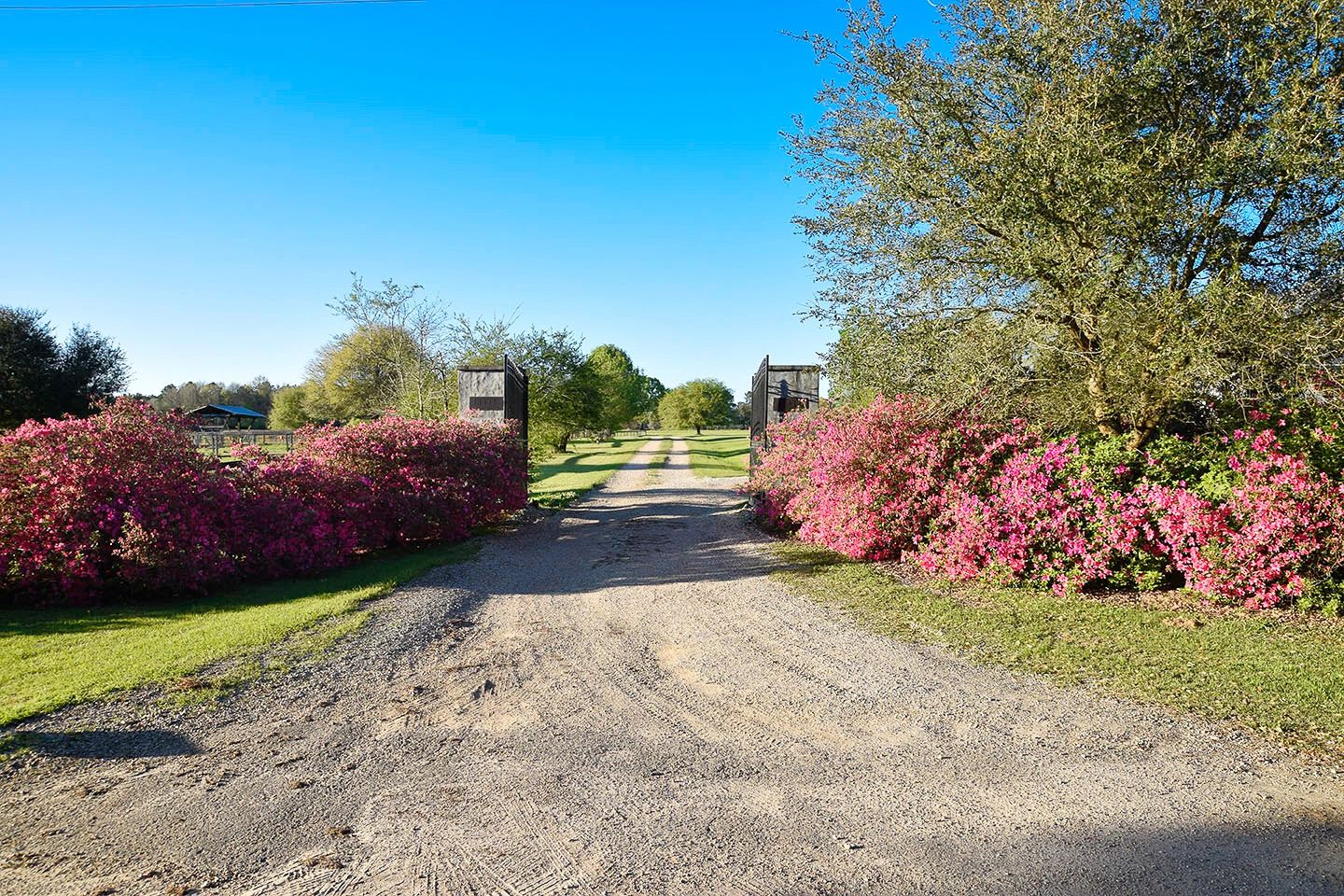 Elite Thoroughbreds Farm Horse Breeding Folsom, Louisiana