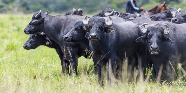 A herd of water buffalo standing in a grassy field.