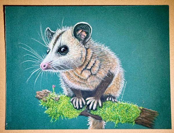 Marmosa
7x9 PastelMat -
Pastel Pencil