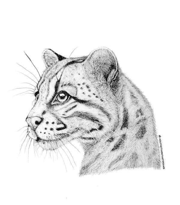 I’m Ocelot - 
9x12 Hot pressed 320g/m2 watercolor paper - 
Archival Ink