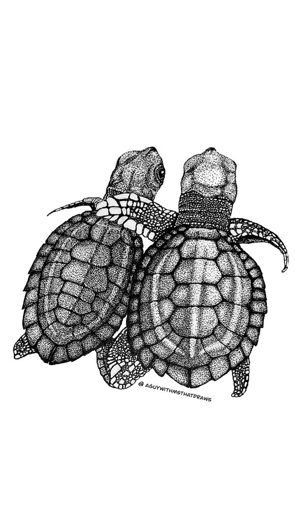Sea turtles drawn, using fine liner, ink, pens