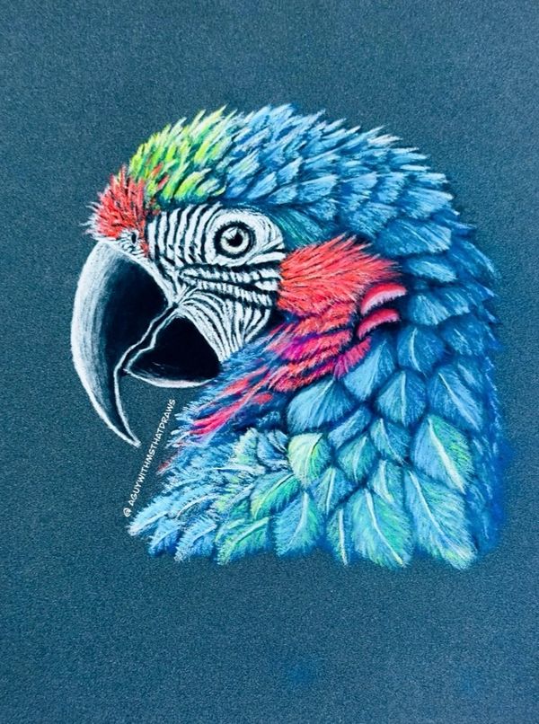 Parrot - 
7x9 PastelMat
Pastel Pencil