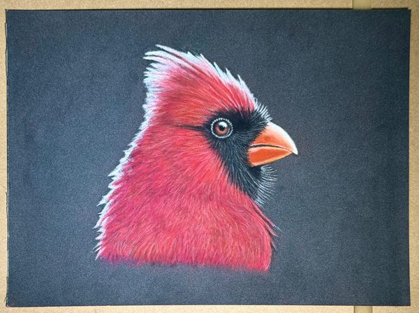 Cardinal
7x9 PastelMat -
Pastel Pencil